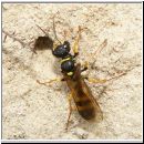 Mellinus arvensis - Kotwespe w02.jpg